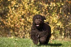 Perro de Agua Espanol Puppy