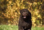 Perro de Agua Espanol Puppy