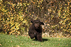 Perro de Agua Espanol Puppy