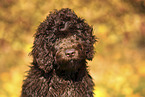 Perro de Agua Espanol Puppy