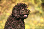 Perro de Agua Espanol Puppy
