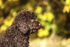 Perro de Agua Espanol Puppy