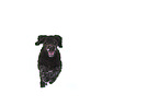 male Perro de Agua Espanol