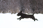 male Perro de Agua Espanol