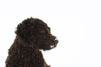 male Perro de Agua Espanol