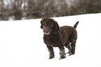 male Perro de Agua Espanol