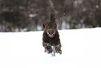 male Perro de Agua Espanol