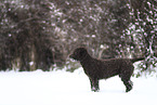 male Perro de Agua Espanol