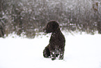 male Perro de Agua Espanol