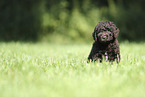 Perro de Agua Espanol Puppy