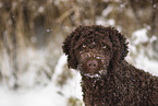 male Perro de Agua Espanol