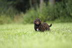 Perro de Agua Espanol Puppy