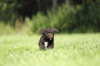 Perro de Agua Espanol Puppy