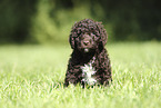 Perro de Agua Espanol Puppy