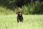Perro de Agua Espanol Puppy