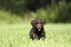 Perro de Agua Espanol Puppy