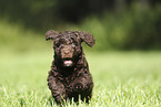 Perro de Agua Espanol Puppy