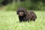Perro de Agua Espanol Puppy