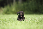 Perro de Agua Espanol Puppy