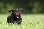Perro de Agua Espanol Puppy