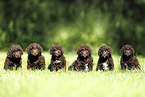 Perro de Agua Espanol Puppies