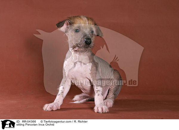 sitting Peruvian Inca Orchid / RR-04366