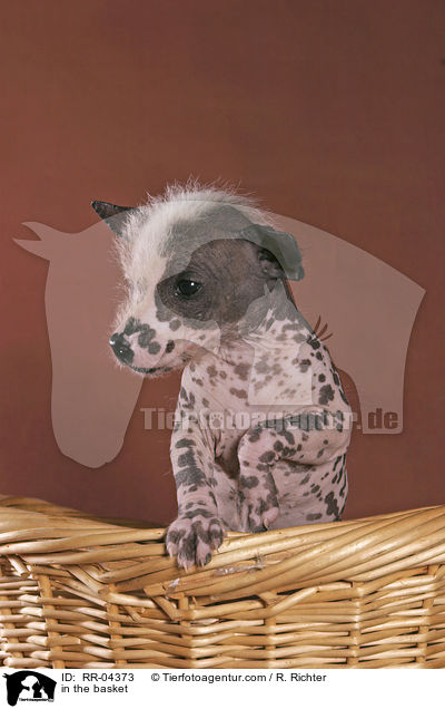 in the basket / RR-04373