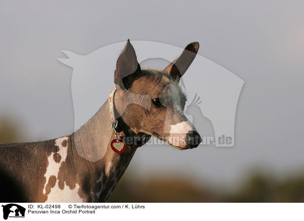 Peruanischer Nackthund Portrait / Peruvian Inca Orchid Portrait / KL-02498