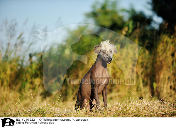 sitzender Peruanischer Nackthund / sitting Peruvian hairless dog / YJ-07222