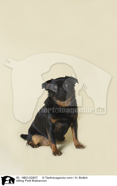 sitzender Brabanter Griffon / sitting Petit Brabancon / HBO-02807