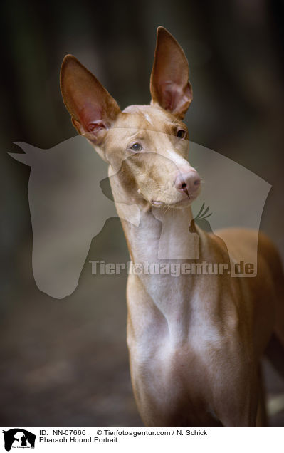 Pharaoh Hound Portrait / NN-07666