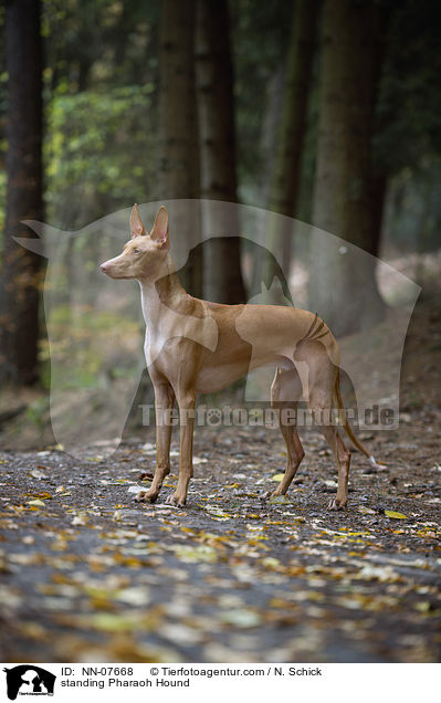 standing Pharaoh Hound / NN-07668