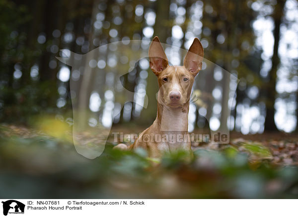 Pharaoh Hound Portrait / NN-07681