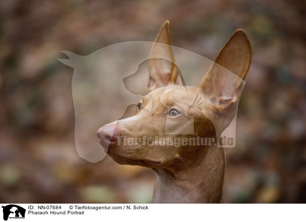 Pharaoh Hound Portrait / NN-07684