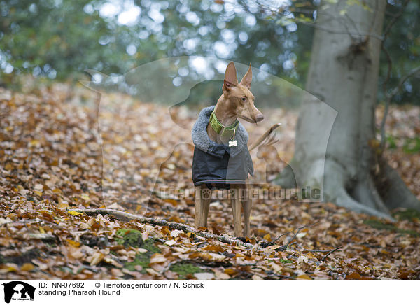 standing Pharaoh Hound / NN-07692