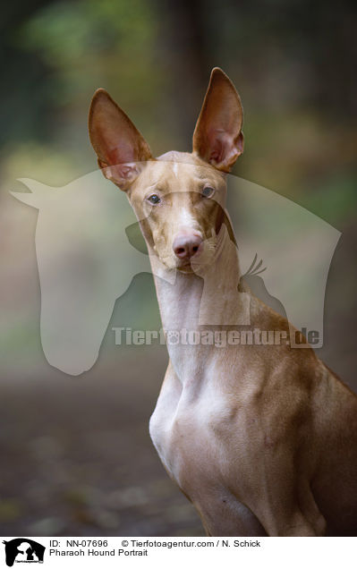 Pharaonenhund Portrait / Pharaoh Hound Portrait / NN-07696