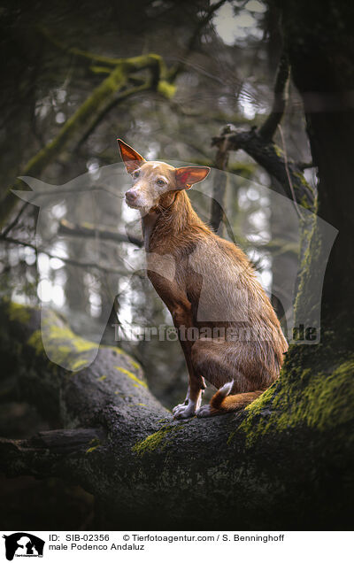 male Podenco Andaluz / SIB-02356