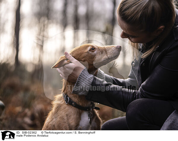 Podenco Andaluz Rde / male Podenco Andaluz / SIB-02362