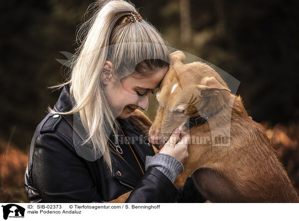 Podenco Andaluz Rde / male Podenco Andaluz / SIB-02373