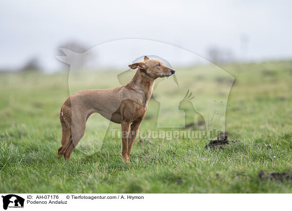 Podenco Andaluz / Podenco Andaluz / AH-07176