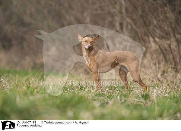 Podenco Andaluz / Podenco Andaluz / AH-07188