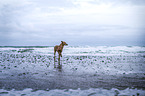 Podenco Andaluz