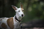 Podenco Andaluz