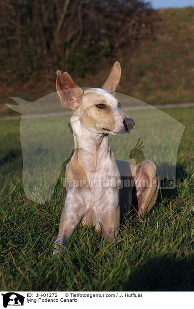 lying Podenco Canario / JH-01272
