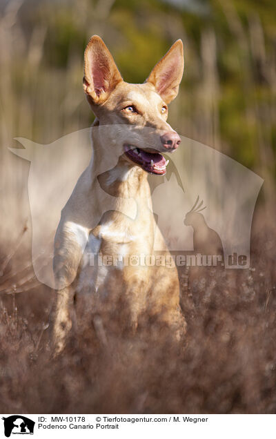 Podenco Canario Portrait / Podenco Canario Portrait / MW-10178