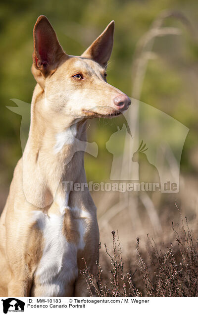 Podenco Canario Portrait / Podenco Canario Portrait / MW-10183