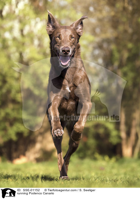 rennender Podenco Canario / running Podenco Canario / SSE-01152
