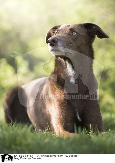 lying Podenco Canario / SSE-01153