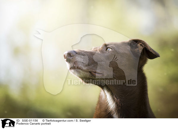 Podenco Canario Portrait / Podenco Canario portrait / SSE-01156