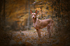 Podenco Canario
